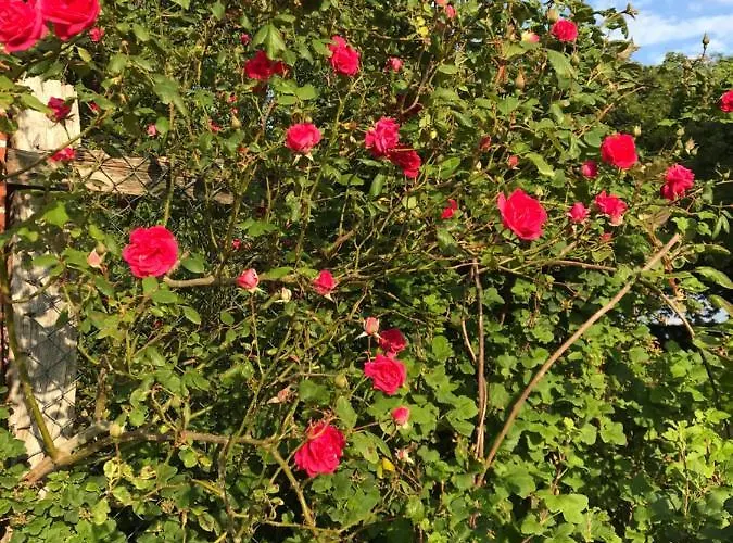 Apartmán Refugium In Ostseenaehe *